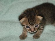My Kittie